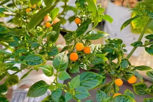 Giống ớt đắt nhất thế giới được nhiều người nhân giống thành công trong vườn nhà