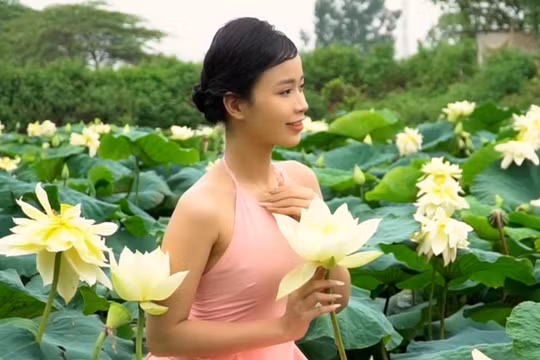 Độc đáo đầm sen vàng “hút” trăm khách đến chụp ảnh dịp hè