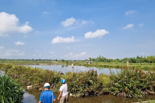 Vụ xã cho thuê đất trái thẩm quyền: Chưa thanh lý được hợp đồng vì đòi bồi thường cao