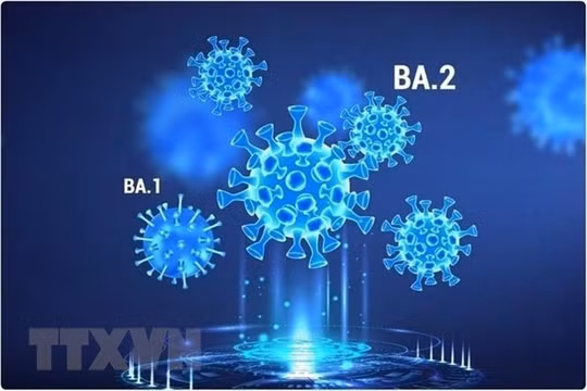 Khả năng tái nhiễm biến thể phụ Omicron là cực hiếm