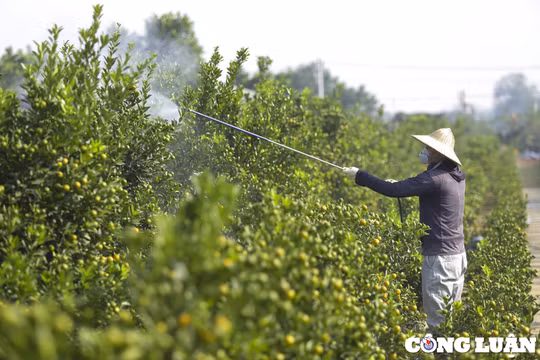 Hà Nội: Làng quất Tứ Liên tất bật chuẩn bị vào vụ Tết