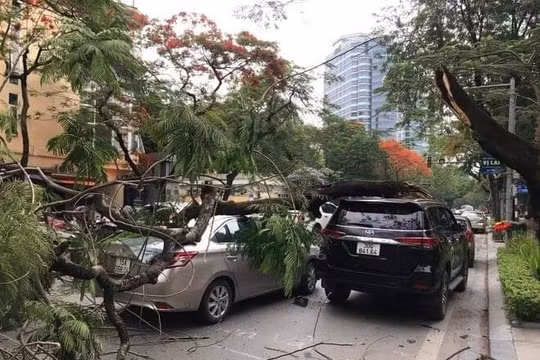 Hà Nội: Cây phượng gãy ngang thân đè trúng 2 ô tô