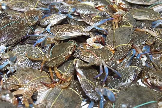 Xuất khẩu cua ghẹ sang Mỹ tăng gần 80% trong quý đầu năm nay