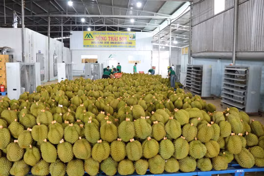 Trung Quốc bất ngờ tăng mua, kim ngạch xuất khẩu rau quả của Việt Nam tăng vọt
