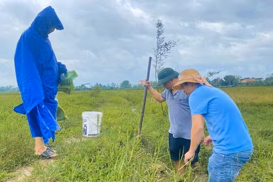 Được giá mùa chuột đồng, người dân đổ xô ra ruộng “săn” đặc sản