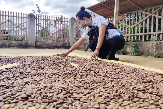 Gia Lai: Dân đổ xô lên núi nhặt "lộc rừng" kiếm bộn tiền