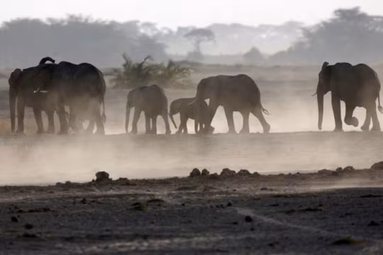 Voi giẫm chết nhà nghiên cứu ở Uganda
