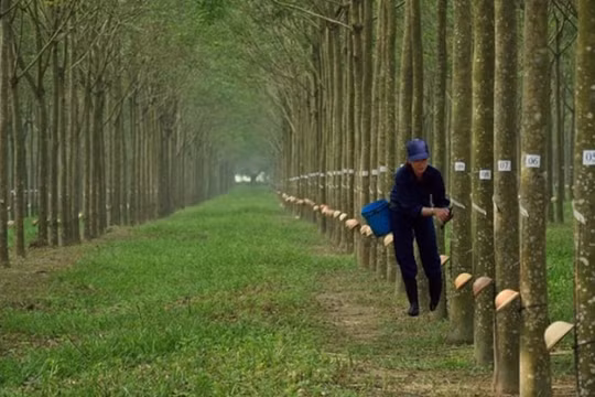 Cao su Tây Ninh (TRC) lợi nhuận quý 3 lao dốc 62% do giá mủ cao su giảm mạnh