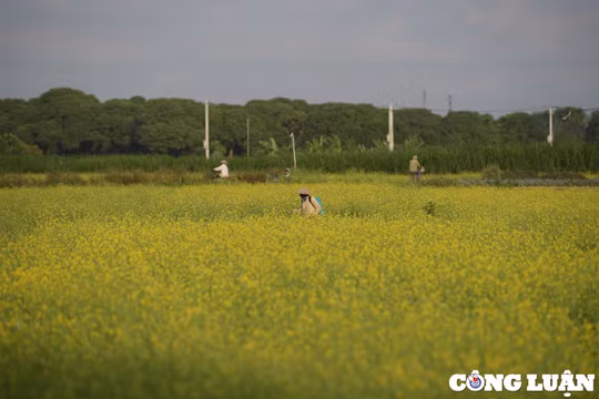 Cánh đồng hoa cải vàng bung nở tuyệt đẹp ở ngoại thành Hà Nội