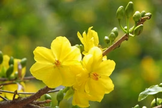 Tháng Chạp & Những nụ mai