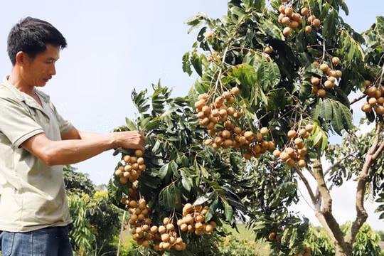 Nhãn lồng Hưng Yên có thêm hướng đi mới cho đầu ra