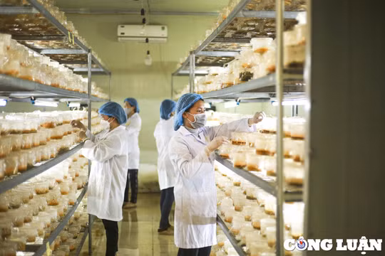 Người phụ nữ với quyết tâm đưa đông trùng hạ thảo 'made in Vietnam' ra thị trường