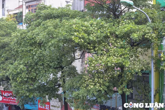 Hà Nội: Đề xuất di dời 80 cây hoa sữa do mùi hương quá đậm đặc