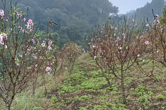 Hoa đào nở rộ sớm, người trồng đào “ngóng” Tết Nguyên đán