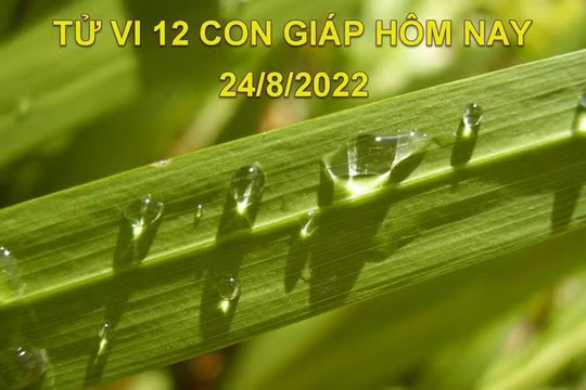 Tử vi hôm nay 24/8/2022, thứ 4 ngày 27/7 âm lịch của 12 con giáp