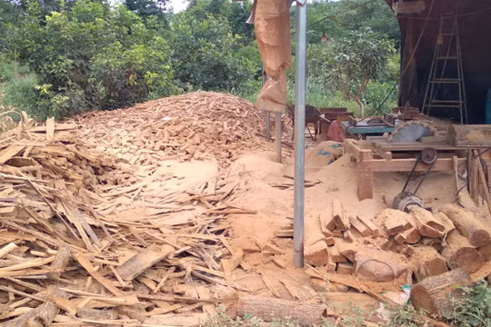Vụ xưởng gỗ lậu ở biên giới Gia Lai: Xử phạt chủ cơ sở 35 triệu đồng