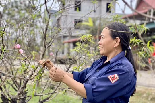 Người dân làng đào lớn nhất Thanh Hoá chuẩn bị hàng "đón" vụ Tết
