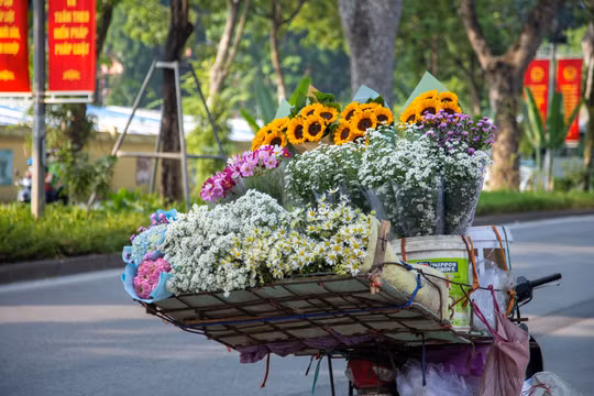 Cúc họa mi đầu mùa, giá rẻ đáng kể so với cùng thời gian năm trước