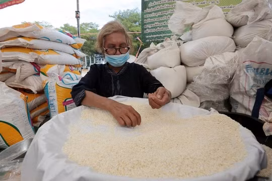 Nghiên cứu việc Ấn Độ cấm xuất khẩu gạo, thực hiện các giải pháp phù hợp