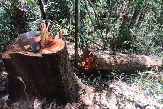 Rừng cổ thụ ở Kon Tum bị phá tan hoang: Bí thư Tỉnh ủy yêu cầu mở rộng điều tra, truy bắt kẻ phá rừng