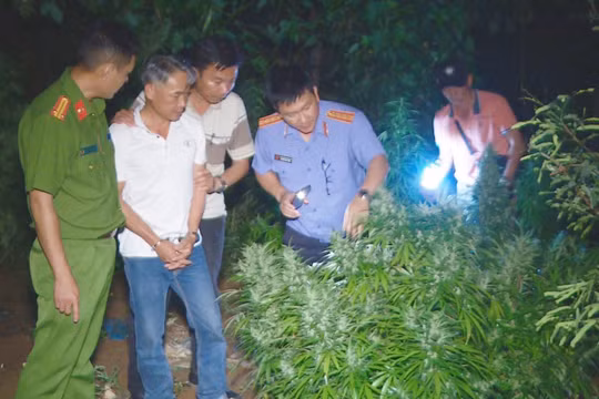 Bắt đối tượng trồng hàng trăm cây cần sa lấy hoa để bán