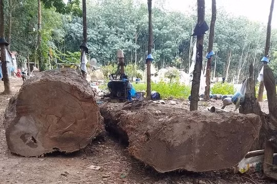 Vụ bỏ gần 100 triệu đào cây gỗ mục về xẻ: Người đàn ông bị xử phạt 4 triệu đồng