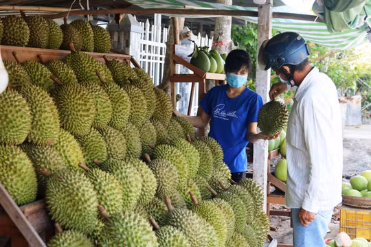 Sầu riêng cuối vụ giá cao, thị trường xuất khẩu khởi sắc