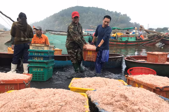 Ngư dân Nghệ An phấn khởi vì bội thu ruốc biển