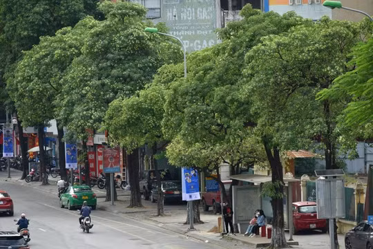 Hà Nội: Người dân ủng hộ di dời bớt cây hoa sữa trên đường Nguyễn Chí Thanh