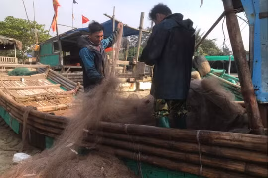 Ngư dân Thanh Hoá được mùa cá trích