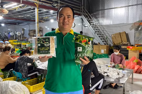 Cà gai leo SADU với chiến lược kinh doanh sản phẩm Việt Nam, giá bán cũng phải Việt Nam