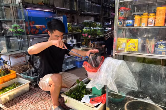 Hà Nội: Nhộn nhịp phố bán chim, cá phóng sinh dịp rằm tháng 7
