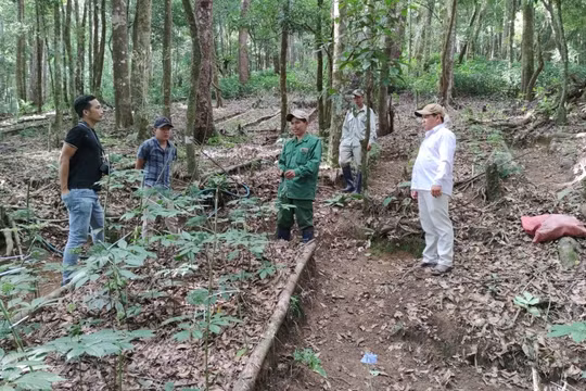 Kon Tum: Đã khống chế được tình trạng sâm Ngọc Linh chết hàng loạt