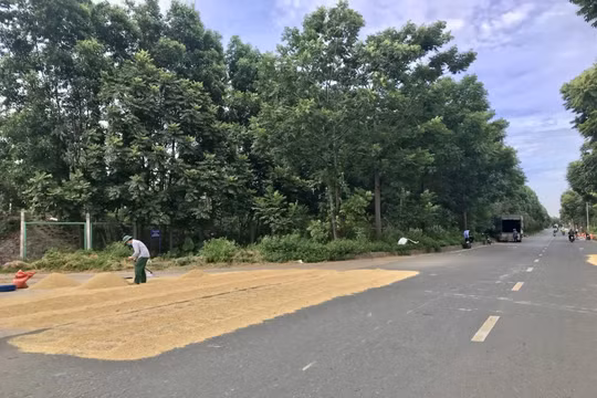 Hà Nội: Xử lý tình trạng phơi thóc lúa trên đường gây mất an toàn giao thông
