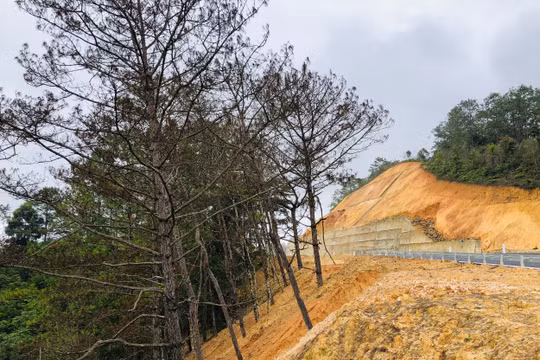 Chùm ảnh: Xót xa hàng trăm cây rừng dọc quốc lộ 24 đồng loạt chết khô
