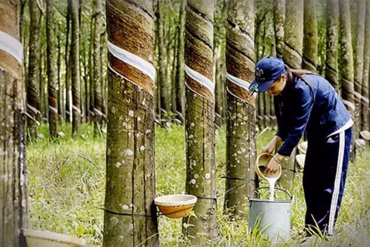 Nhu cầu giảm gây khó khăn cho xuất khẩu cao su