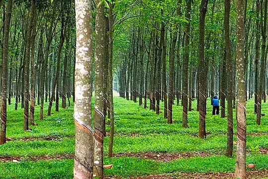 Cao su Việt Nam (GVR) dự chi hơn 1.640 tỷ đồng cổ tức 2021 cho cổ đông