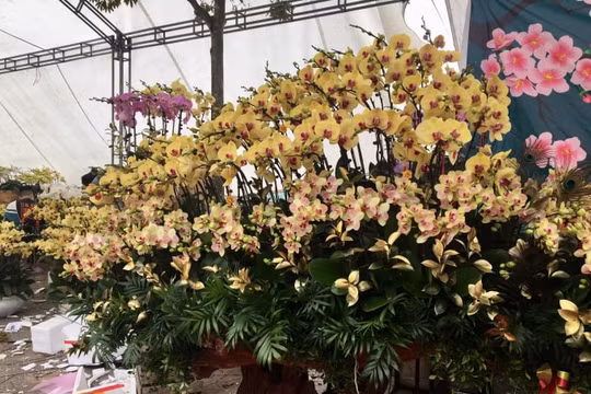 Rực rỡ chợ hoa xuân biên giới Lào Cai