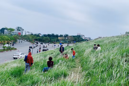 Hàng ngàn bông cỏ tranh đua nhau khoe sắc tại triền đê Long Biên