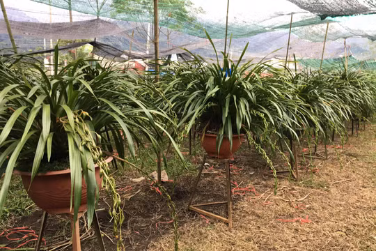 Sa Pa đưa hàng ngàn chậu hoa lan Tết tiền triệu xuống núi tránh rét