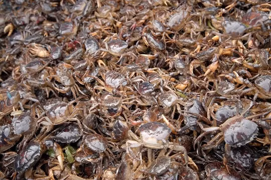 Những sai lầm khi ăn cua đồng nhiều nhà mắc phải