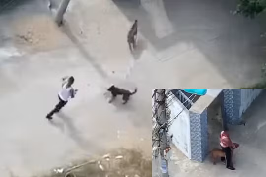 Bị đánh, nam thanh niên lùa chó Pit bull và Becgie cắn hàng xóm để trả thù