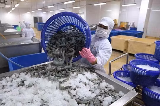 Tôm sang Mỹ giảm nhưng giá trị xuất khẩu tôm Việt Nam vẫn tăng mạnh