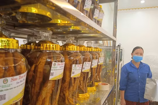 ‘Mang tiền về’ cho sâm núi Dành