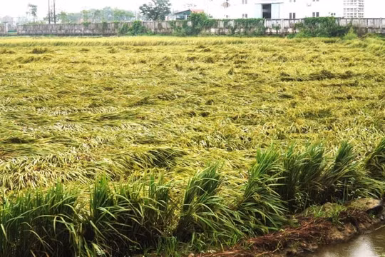 Mưa lớn bất thường làm gãy đổ hàng nghìn ha lúa chín tại Thừa Thiên Huế