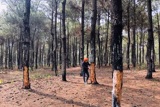 Gia Lai: Kiểm điểm tập thể, cá nhân liên quan đến vụ hàng trăm cây thông cổ thụ bị tàn phá