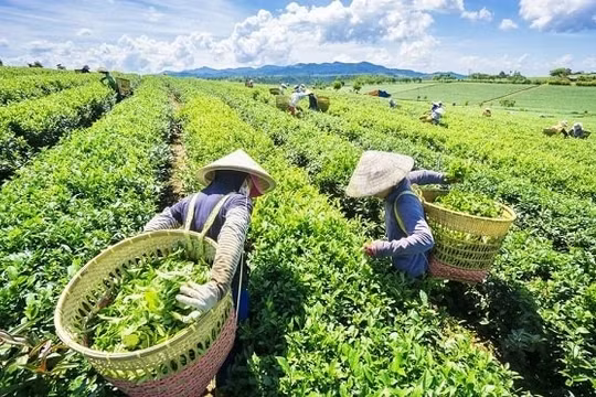Cơ hội tăng lượng xuất khẩu chè và cà phê sang Đài Loan và Hong Kong (Trung Quốc)