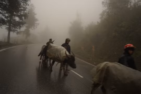 Sa Pa rét hại, người dân dong bộ hàng chục km đưa trâu xuống núi