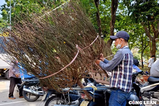 Cuối giờ chợ hoa xuân, những gốc đào khủng bị cưa ngang thân bán giá 200 ngàn đồng