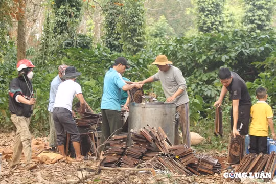 Mùa quay mật đầu xuân ở Đắk Lắk